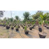 ราคา ต้นพันธุ์ จันผา ต้นใหญ่ ถุงดำพร้อมปลูก 199 บาท จันทร์ผา ต้นจันผา (41677373932)