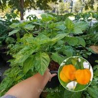 ราคา Golden Habanero ต้นพริกฮาบาเนโรโกลเด้น ต้นใหญ่ในกระถาง9นิ้ว (ต้นมีดอก) (56153461700)