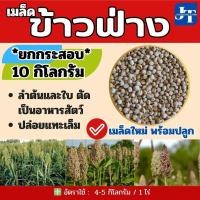 ราคา ข้าวฟ่าง 10 กิโลกรัม #พร้อมปลูก#Millet (28360699185)