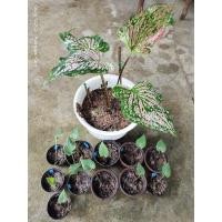 ราคา นางไหม นารายเรืองภพ ไก่ราชาวดี ไก่สุพรรณ ไก่ตัวงาม ขุนศรีวิชัย ขุนศรีคชคง ชายชล รวม12-15ต้น (10276230235)