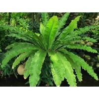 ราคา ต้นใหญ่​ ต้นเฟิร์นข้าหลวงไม้มงคล ขนาด40 cm (28468408708)