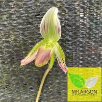 ราคา รองเท้านารีคางกบใต้ Paphiopedilum callosum (28473629512)