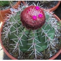 ราคา 2037. ขายต้น Melocactus Violaceus ครับ (5635066119)