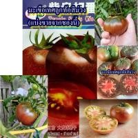 ราคา 40+ เมล็ด เมล็ดมะเขือเทศลูกท้อสีม่วง (สายพันธุ์เลื้อย ปลูกง่าย ผลใหญ่ ผลสีม่วง เนื้อเยอะ เนื้อแน่น รสชาติเปรี้ยวอมหวาน) (40067376872)