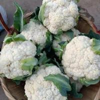 ราคา เมล็ดพันธุ์ กะหล่ำดอก สีม่วง ( cauliflower seeds for planting) บรรจุ 200 เมล็ด ง่าย ๆ (52801391111)