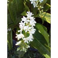 ราคา ต้นบุหงาส่าหรี หรือ บุหงาบาหลี (ปักชำกิ่ง) ไม้พุ่มดอกหอม มีช่อดอกสวยงามและมีกลิ่นหอมเฉพาะตัว ออกดอกตลอดทั้งปี (25415646880)