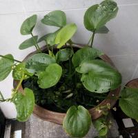 ราคา บัวอเมซอน ใบกลม พืชน้ำ ไม้น้ำ บำบัดน้ำเสีย ตู้ปลา บ่อปลา (8752203086)