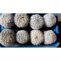 ราคา กระบองเพชรนกนกขาว แคคตัส (12694167017)