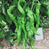 ราคา เมล็ดพันธุ์ พริกไทยเกลียว บรรจุ 50เมล็ด เมล็ดพันธุ์พริก (29708602434)