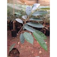 ราคา ยาวลิ้นจี่ ต้นทุเรียนป่าเสียบยอด พันธุ์ยาวลิ้นจี่ (4594524686)