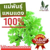 ราคา แหนแดง แหนแดงเกษตร พันธุ์กรมวิชาการเกษตร (Azolla Microphyla) พืชน้ำ มหัศจรรย์ ปุ๋ยยูเรีย ธรรมชาติ แหน แดง ไมโคร ฟิล ล่า (6756407761)