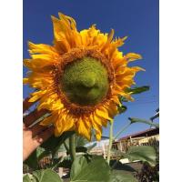 ราคา ซอง300-500 เมล็ด#เมล็ดทานตะวันปลูก#เม็ดดอกทานตะวัน#ปลูกประดับชมดอก#พันธ์ุดอกใหญ่ (6990108882)