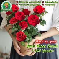 ราคา 100 เมล็ด Fragrant Red Rose Seeds Red Rose Flower Seeds Flower Plant เมล็ดพันธุ์ กุหลาบเลื้อย กุหลาบ สีแดง เมล็ดดอกไม้ (42123300413)