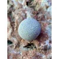 ราคา ลูกอม หลวงพ่อสงวน วัดไผ่พันมือ (24318513108)