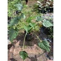 ราคา ว่านกวักใบโพธิ์ไม้มงคล (10846741019)