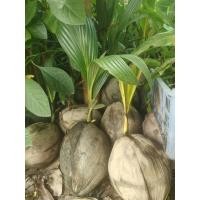 ราคา ต้นพันธุ์ มะพร้าวแกง ต้นละ 79 บาท มะพร้าวแกงเนื้อหนาทำอาหารอร่อย (21000348329)