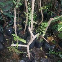 ราคา ผักหวานป่า#ผักเพื่อสุขภาพ (18682461089)