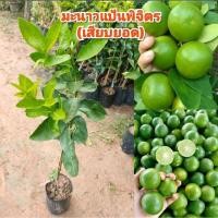 ราคา ต้นมะนาวแป้นพิจิตร (เสียบยอด) สูง 40-60 ซม. (43011303029)
