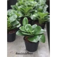 ราคา ต้นแปปเปอร์หยก หรือแปปเปอร์โรเมีย ต้นไม้มงคล ต้นไม้เล็ก ขนาดกระถาง 4 นิ้ว (4957726652)