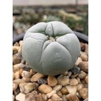 ราคา Lophophora fricii oibo x yatagai ไม้เมล็ด (18718162302)