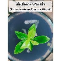 ราคา เนื้อเยื่อต้นก้ามกุ้งโกสด่าง (Philodendron Florida Ghost) 1 กระปุก 1 ต้น (11572751774)
