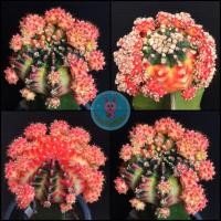 ราคา แคคตัส ยิมโน โมโมทาโร่ momotaro หน่อเด็ดสด 1.5 cm (หัวสี) พร้อมส่ง‼️ (11281303994)