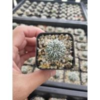 ราคา กระบองเพชร แคคตัส (Cactus) 8/14/20 แอสโตรไฟตัม แอสทีเรียส (Astrophytum) (3246606467)