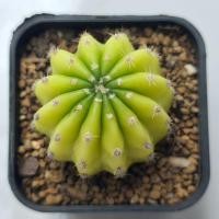 ราคา กระบองเพชร cactus echinopsis อิชินอป เลมอน (9584451055)