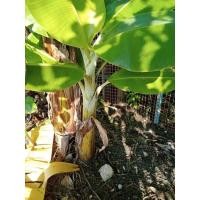 ราคา หน่อกล้วยน้ำว้าพันธุ์ต้นเตี้ย (15926827898)