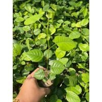 ราคา กล้าประดู่ป่า ต้นประดู่ป่า ไม้เศษฐกิจ กล้าไม้ป่า (9112675053)