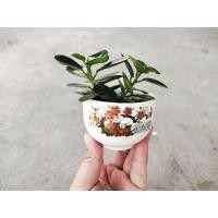 ราคา ช้อนเงินช้อนทอง ไม้มงคล ไม้ฟอกอากาศ (9913259209)