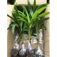 ราคา ต้นกล้าหมากนวล (ปาล์มเยอรมัน) ขนาด15-40 ซม.สูงได้ถึงห้าเมตร (6116065163)