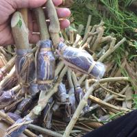 ราคา กิ่งตอนชะอมไร้หนาม(หนามน้อย) 100 กิ่ง (3165607490)