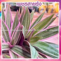 ราคา (กิ่ง) ว่านกาบหอย เพชรสายรุ้ง ตัดกิ่งสด เลี้ยงน้ำได้ จำนวน 1 ต้น (49556295466)