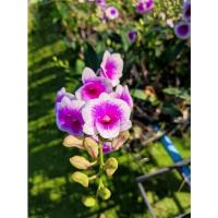 ราคา กล้วยไม้น่ารัก​ หวายไข่ดาว​ หวายแคระดอกน่ารัก​ ไม้นิ้ว 3 ต้น 100 บาท ใกล้ให้ดอกค่ะ (4987869614)