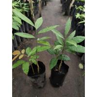 ราคา กล้าผักหวานป่า สีทอง เพาะเมล็ด รากแข็งแรง โตไว (53252499599)