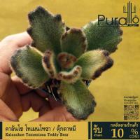 ราคา ต้นไม้อวบน้ำ กุหลาบหิน คาลันโช โทเมนโทซา ตุ๊กตาหมี Tomentosa Teddy Bear #เมล็ดพันธุ์พืช #กระถาง (40402914170)