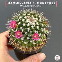 ราคา แมมหนามทุเรียน Mammillaria bucareliensis #กระถาง 2.5 นิ้ว แคคตัส กระบองเพชร cactus&succulent (17692270185)