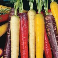 ราคา เมล็ดแครอทสีม่วง - หว่านทุกฤดู ผลผลิตสูง โสม-โสมอเมริกัน ปลูกง่าย-ทุกสวน (26777782629)