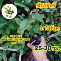 ราคา ต้นชาด ต้นยางชาด ต้นยางเหียง ไม้ตระกูล เดียวกับ ต้นยางนา (6268704572)