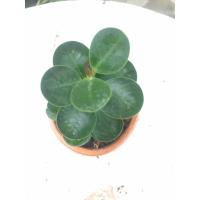 ราคา Garden Home ช้อนเงินช้อนทอง ไม้มงคล ช้อนเงินช้อนทองในกระถางดินเผา (6736454462)