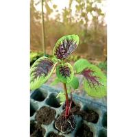 ราคา ต้นกล้า โขมใบกระ ผักโขมใบกระ กล้าละ 10 บาท ซื้อ 10แถม 2 ผักโขมมีวิตามินเอสูง ผักขม ผักโหม (26279836513)