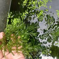 ราคา สาหร่ายหางกระรอก(พุงชะโด)ผสมสาหร่ายเดนซ่า (43203180742)