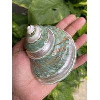 ราคา เปลือกหอยมุกไฟโข่งเขียวแกะลายคาดผิวมุกครึ่งขนาด7-8 CM (4248622214)
