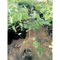 ราคา ต้นกัลปพฤกษ์หรือคุณชมพู (1 ชุด 2 ต้น) (28633853319)