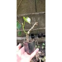 ราคา กิ่งบอระเพ็ดเพาะชำ พร้อมปลูกลงดิน ต้นกล้าบอระเพ็ด บอระเพ็ดสำหรับปลูก สมุนไพร สมุนไพรไทย กิ่งบอระเพ็ด บอระเพ็ด เถาบอระเพ็ (14567662065)