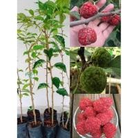 ราคา (รับ1ต้น)(ต้นกิ่งตอน) #หม่อนลิ้นจี่ สายพันธุ์ไร้หนาม Chea Fruit วีนา (57154599554)