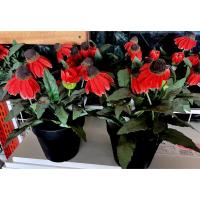 ราคา IKEA FEJKA ไม้ประดิษฐ์ในกระถาง (15312631393)