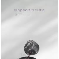 ราคา Geogenanthus ciliatus แววแมลงทับ (7144595085)
