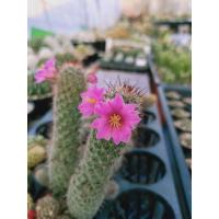 ราคา Mammillaria แมมมิลลาเรีย หนามตะขอแดง หนามแหลมตรง ดอกชมพู (7250981649)